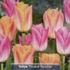 Tropical Paradise Tulip 16 Bulbs - NEW - 11/12 Cm Bulbs