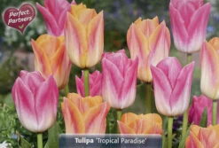 Tropical Paradise Tulip 16 Bulbs - NEW - 11/12 Cm Bulbs