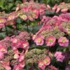 Tuff Stuff™ Red Hydrangea - 4" Pot - Proven Winners
