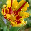 Texas Flame Parrot Tulip 10 Bulbs - 12/+ Cm Bulbs - NEW