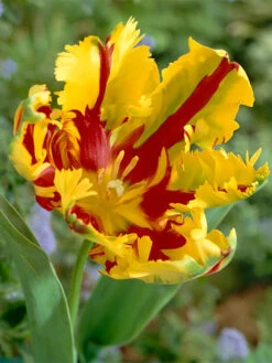 Texas Flame Parrot Tulip 10 Bulbs - 12/+ Cm Bulbs - NEW