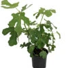 Brown Turkey Edible Fig Plant - Ficus Carica - Sweet - 6" Pot