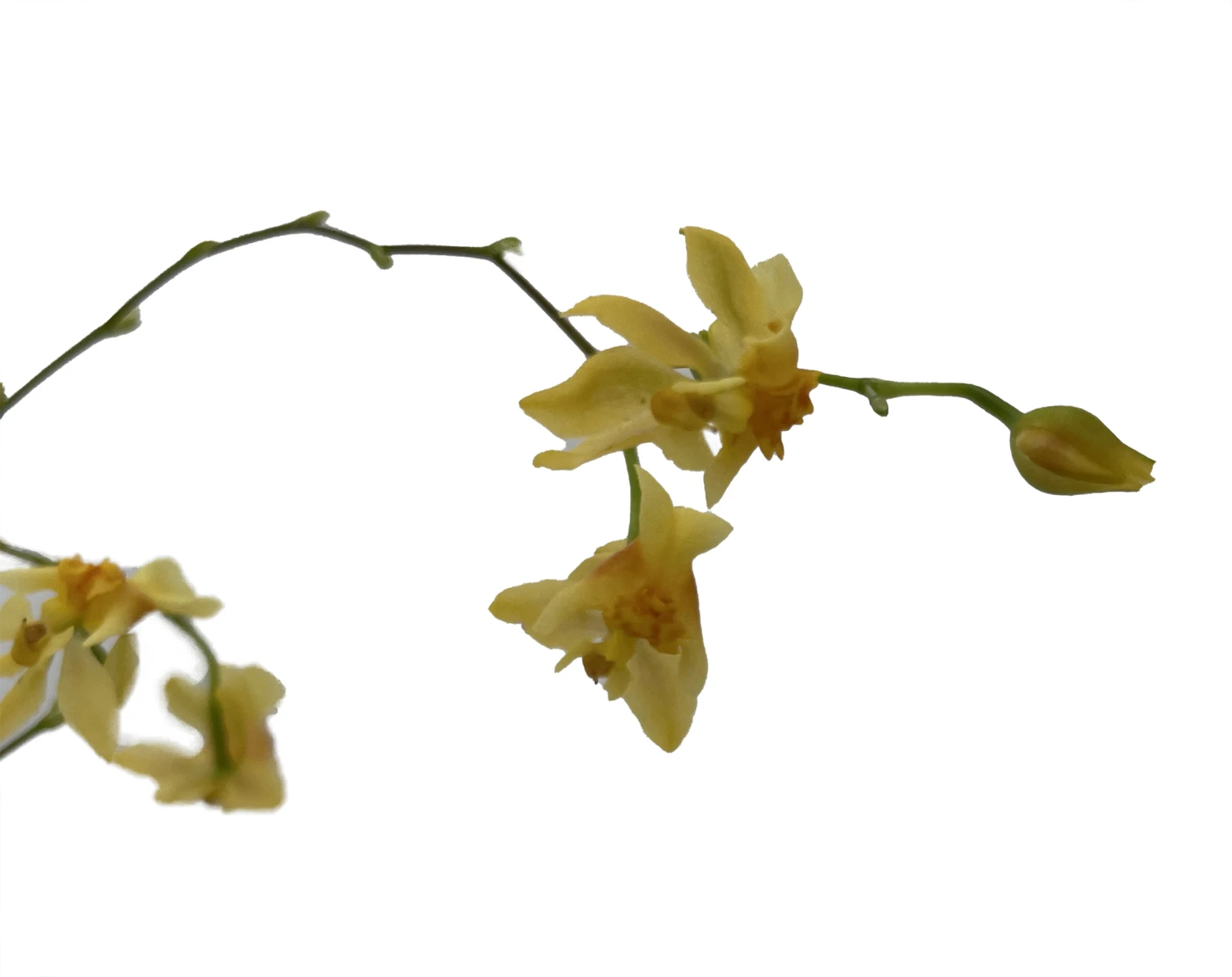 Twinkle Yellow Bird Orchid - Oncidium - 2" Pot - Collector Orchids - Image 2