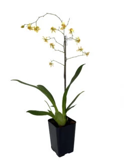 Twinkle Yellow Bird Orchid - Oncidium - 2" Pot - Collector Orchids