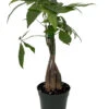 Twisted Money Tree - Pachira - Easy To Grow House Plant - 5" Pot