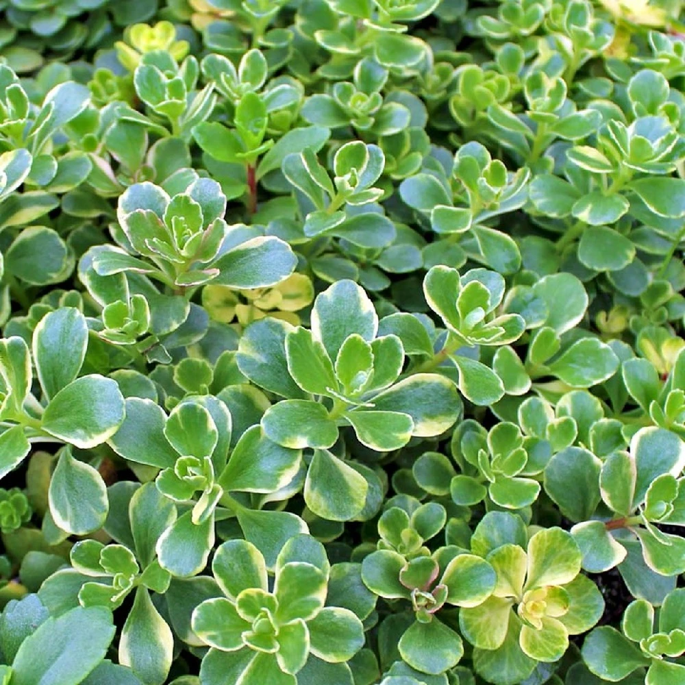 Variegated Sedum Kamtschaticum - Perennial Groundcover Stonecrop - Quart Pot - Image 2