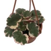 Variegated Strawberry Begonia Plant - 4" Mini Hanging Basket - Collector's