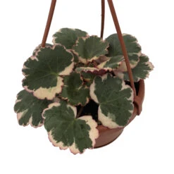 Variegated Strawberry Begonia Plant - 4" Mini Hanging Basket - Collector's
