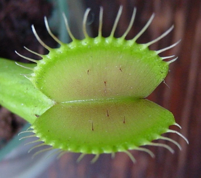 Hirt's Large Venus Flytrap Plant - Dionaea - 3" Clay Pot For Better Growth - Image 5