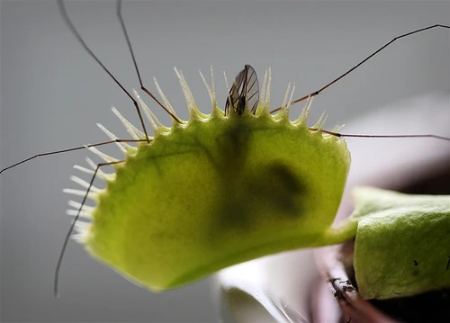 Hirt's Large Venus Flytrap Plant - Dionaea - 3" Clay Pot For Better Growth - Image 4