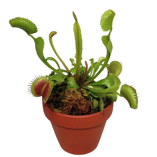 Hirt's Large Venus Flytrap Plant - Dionaea - 3" Clay Pot For Better Growth - Image 2