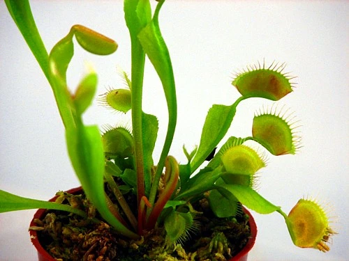 Hirt's Large Venus Flytrap Plant - Dionaea - 3" Clay Pot For Better Growth - Image 7