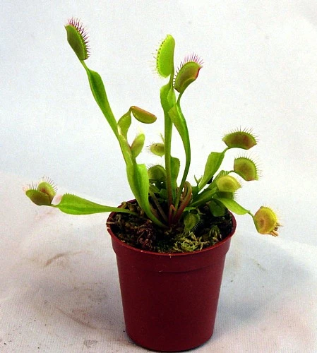 Hirt's Large Venus Flytrap Plant - Dionaea - 3" Clay Pot For Better Growth - Image 8