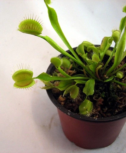 Hirt's Large Venus Flytrap Plant - Dionaea - 3" Clay Pot For Better Growth - Image 6