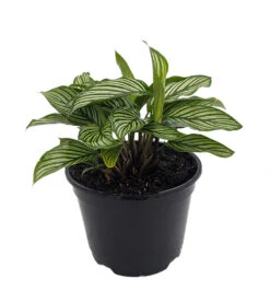 Uncommon Vittata Peacock Plant - Calathea - 6" Pot - Collector's Series