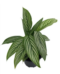Uncommon Vittata Peacock Plant - Calathea - 4" Pot - Collector's Series
