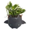 Fang Von Batula Halloween Planter With House Plant -4" Hangable Gray Ceramic Pot