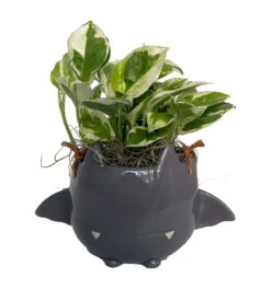 Fang Von Batula Halloween Planter With House Plant -4" Hangable Gray Ceramic Pot