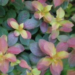 MIDNIGHT SUN™ Weigela - Proven Winners - 4" Pot
