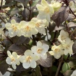 WINE & SPIRITS™ Weigela - Hardy - Proven Winners - 4" Pot