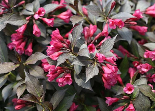 Spilled Wine® Weigela - Red Leaves, Magenta Flowers - Proven Winners - 4" Pot - Image 3