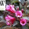 Wine & Roses® Weigela - Outdoors Or Bonsai - Hardy - Proven Winners - 4" Pot