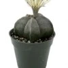White Star Bishop's Cap Cactus - Astrophytum - 4" Pot