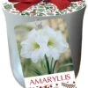 White Christmas Silver Ceramic Pot Amaryllis Kit - Bulb/Pot/Planting Medium