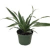 White Stripe Dragon Tree - Dracaena Warneckii - 6" Pot - Easy To Grow House Plant