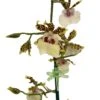 Wild Willie Pacific Bingo Orchid - Odontocidium - 4" Pot - Collector Orchids