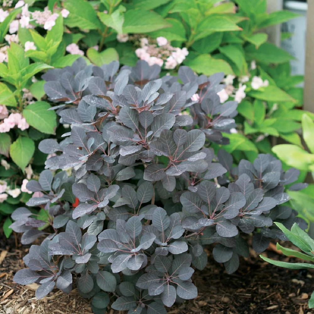 Winecraft Black Smokebush - 4" Pot - Cotinus - Proven Winners