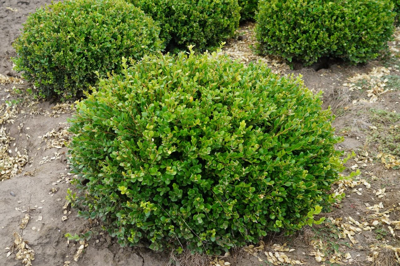 Winter Gem - Buxus - Grows In Sun Or Shade - 4" Pot