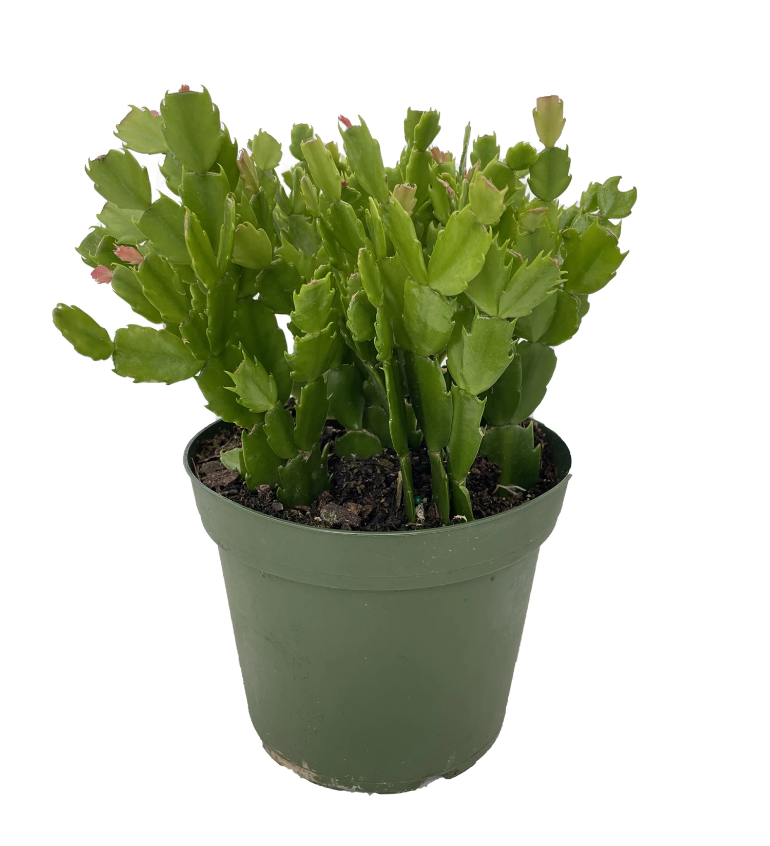 Orange Christmas Cactus Plant - Zygocactus - 6" Pot - Image 2