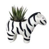 Zebra Stripes Planter With Live Zebra Haworthia Succulent Plant - 3" X 6" X 4.5"