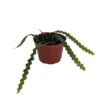 Zig Zag, Ric Rak, Fish Bone Cactus - Selenicereus - 6" Pot - Fragrant